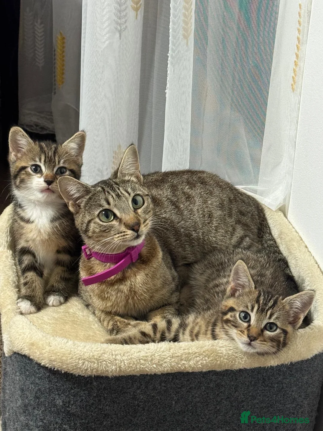 Mixed Breed cats for sale: Mix breed - Advert 5