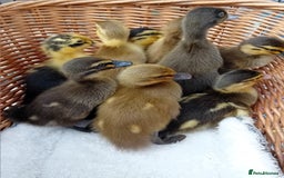 Ducks poultry for sale: Mixed Color Indian Runner Ducklings - Image 10