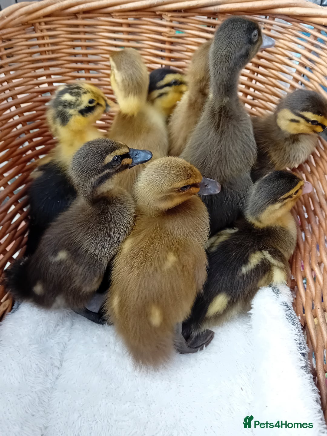 Ducks poultry for sale: Mixed Color Indian Runner Ducklings - Image 10