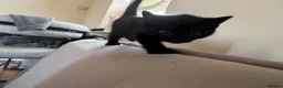 Mixed Breed cats for sale: Mixed Breed kittens for sale  in Harrow - Advert 1