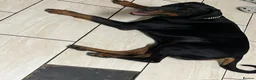 Dobermann dogs for sale: Snoop Dogg in Wakefield - Advert 6