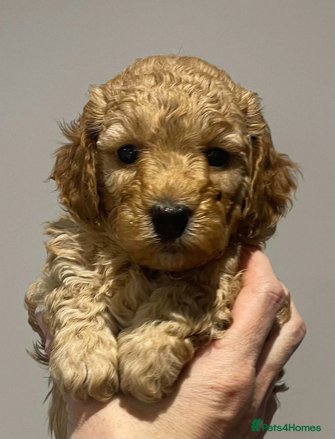 Cockapoo dogs for sale: Blond Boy Cockapoos looking for home - Advert 11