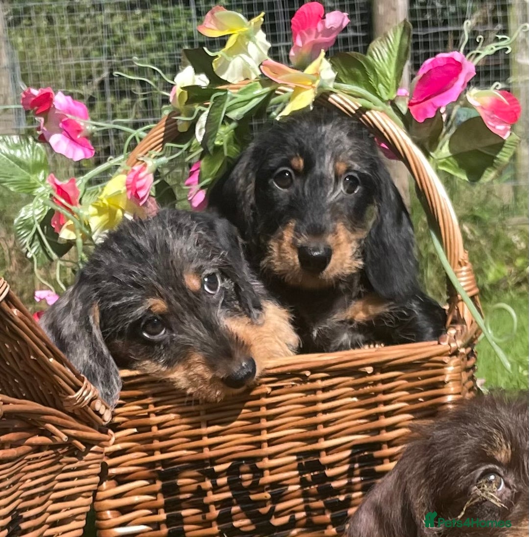Miniature Dachshund dogs for sale: Adorable mini wire haired Dachshunds - Image 11