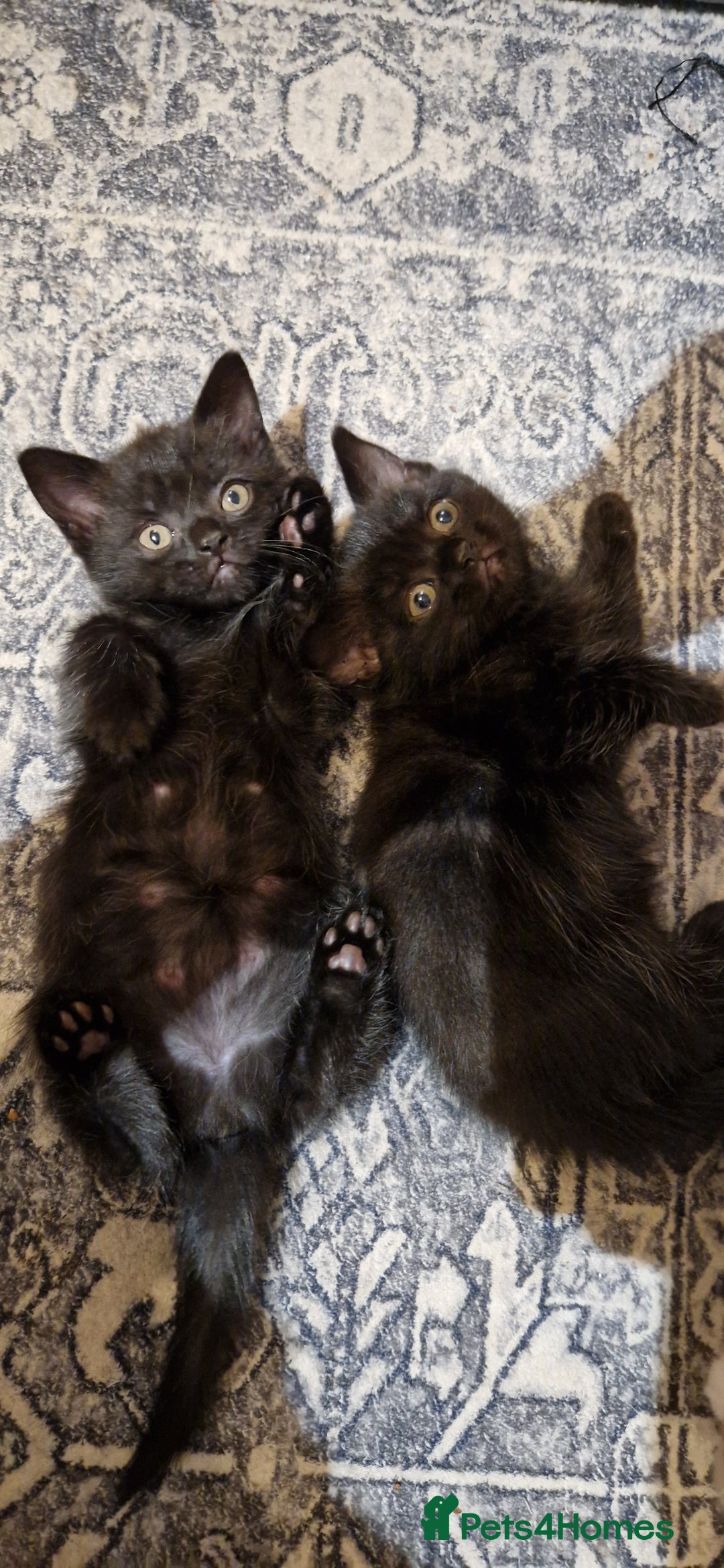 British Shorthair cats for sale: Black british shorthair mix - Image 9