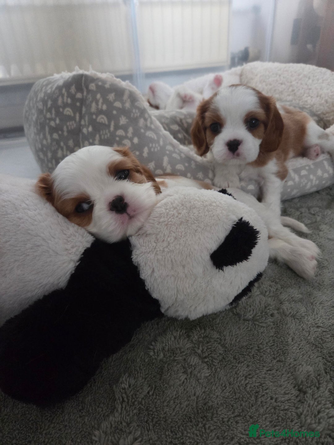 Cavalier King Charles Spaniel dogs for sale: Cavalier King Charles Spaniel 3 x puppies - Advert 20