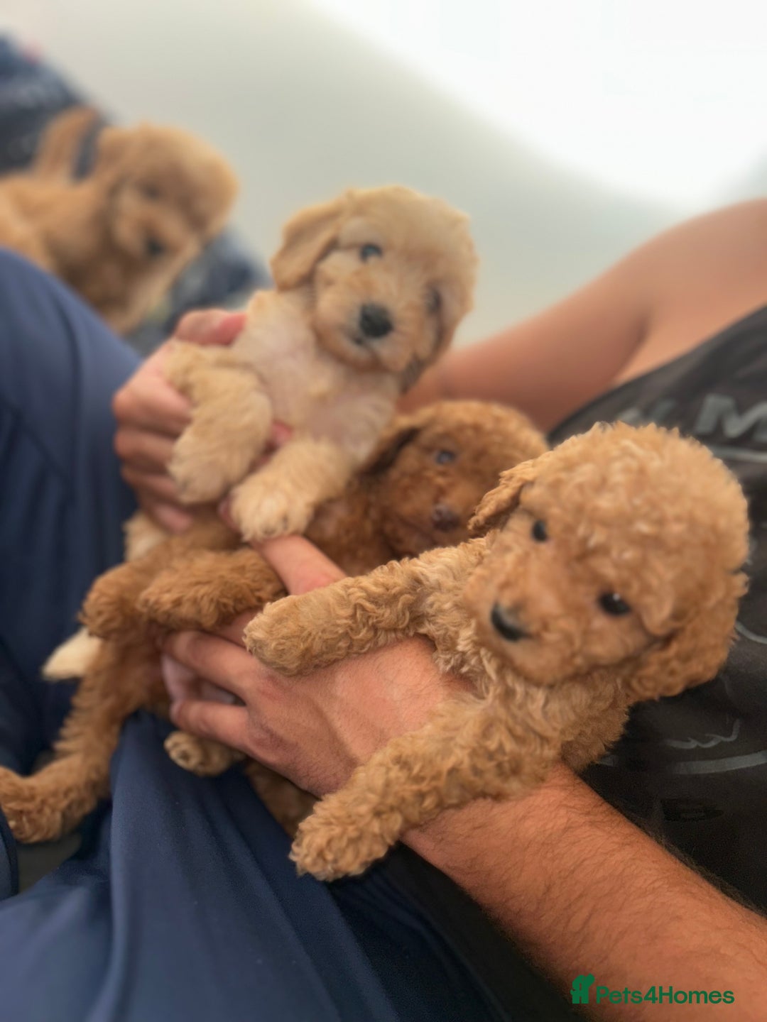 Cockapoo dogs for sale: 8 weeks old beautiful Cockapoo puppies  - Image 34