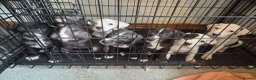 Staffordshire Bull Terrier dogs for sale: 6 Beautiful puppies in Dagenham - Advert 1