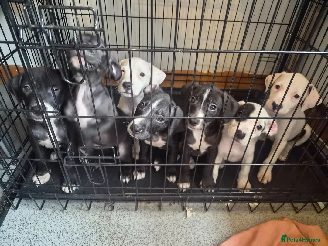 Staffordshire Bull Terrier dogs for sale: 6 Beautiful puppies in Dagenham - Advert 1