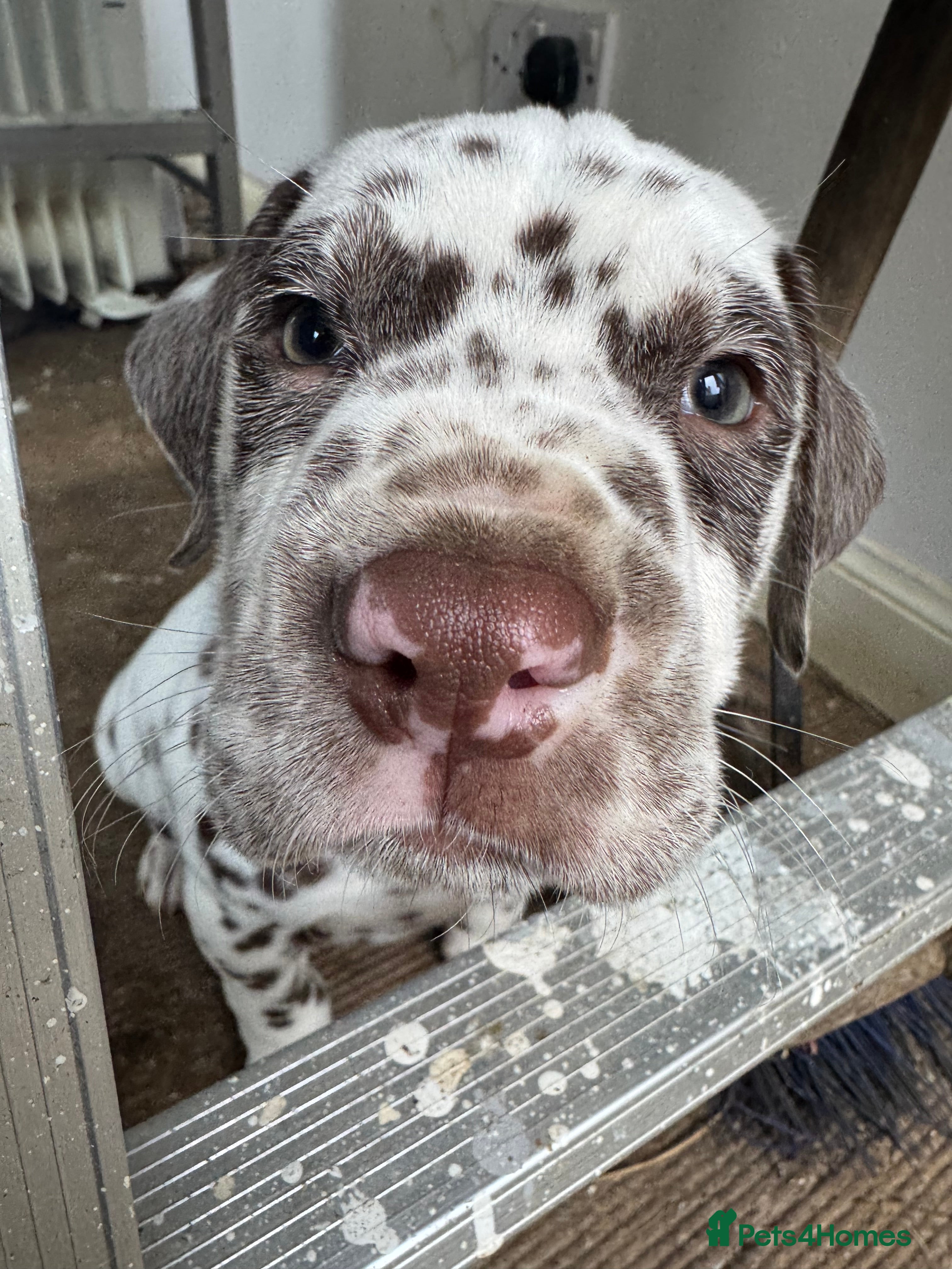 Dalmatian dogs Gorgeous Dalmatian Puppies 🐶  - Advert 1