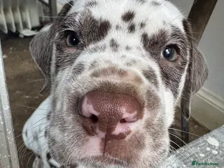 Dalmatian dogs Gorgeous Dalmatian Puppies 🐶 - Advert 1