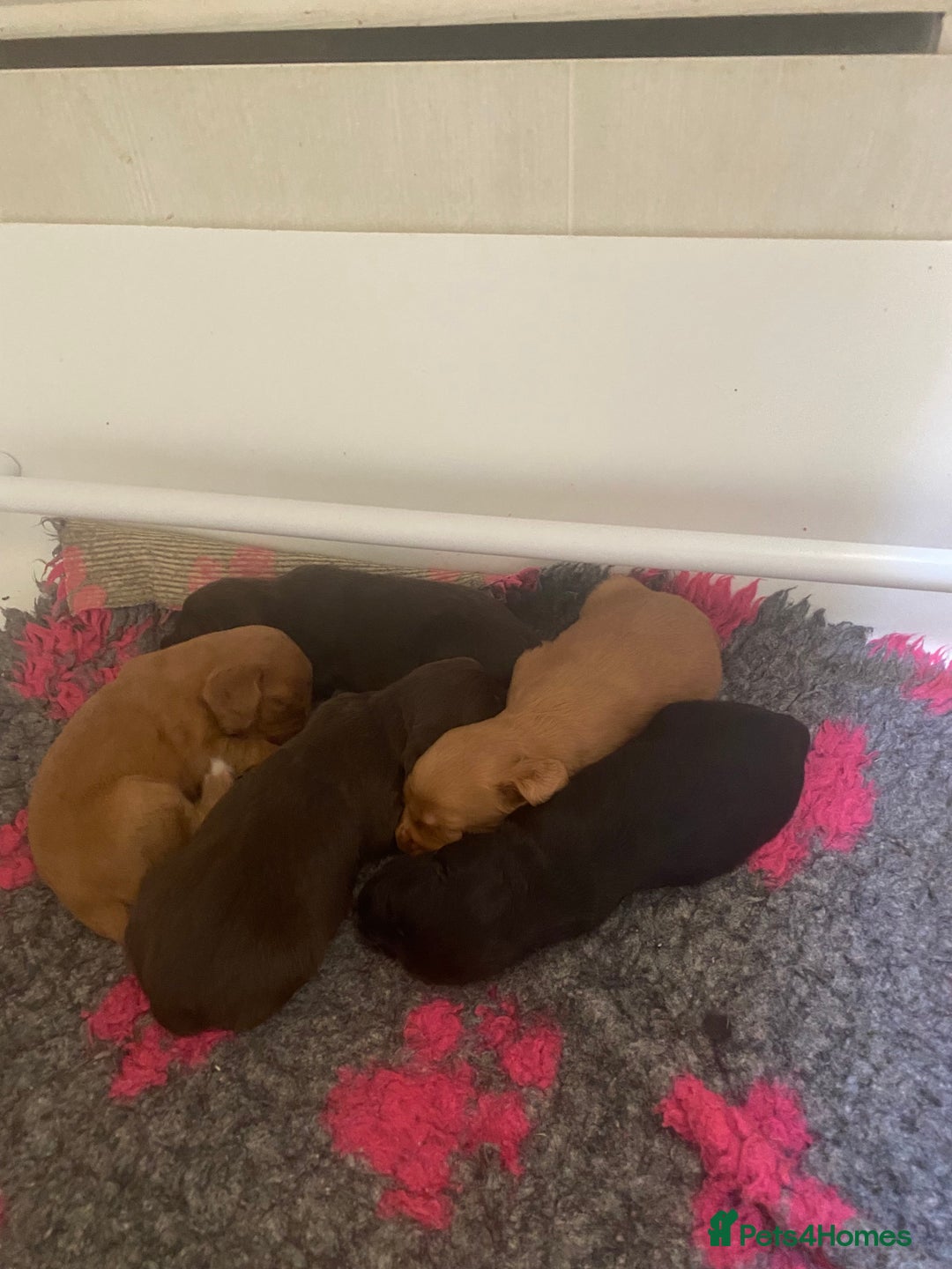 Cocker Spaniel dogs for sale: Gorgeous Cocker puppies  - Image 7