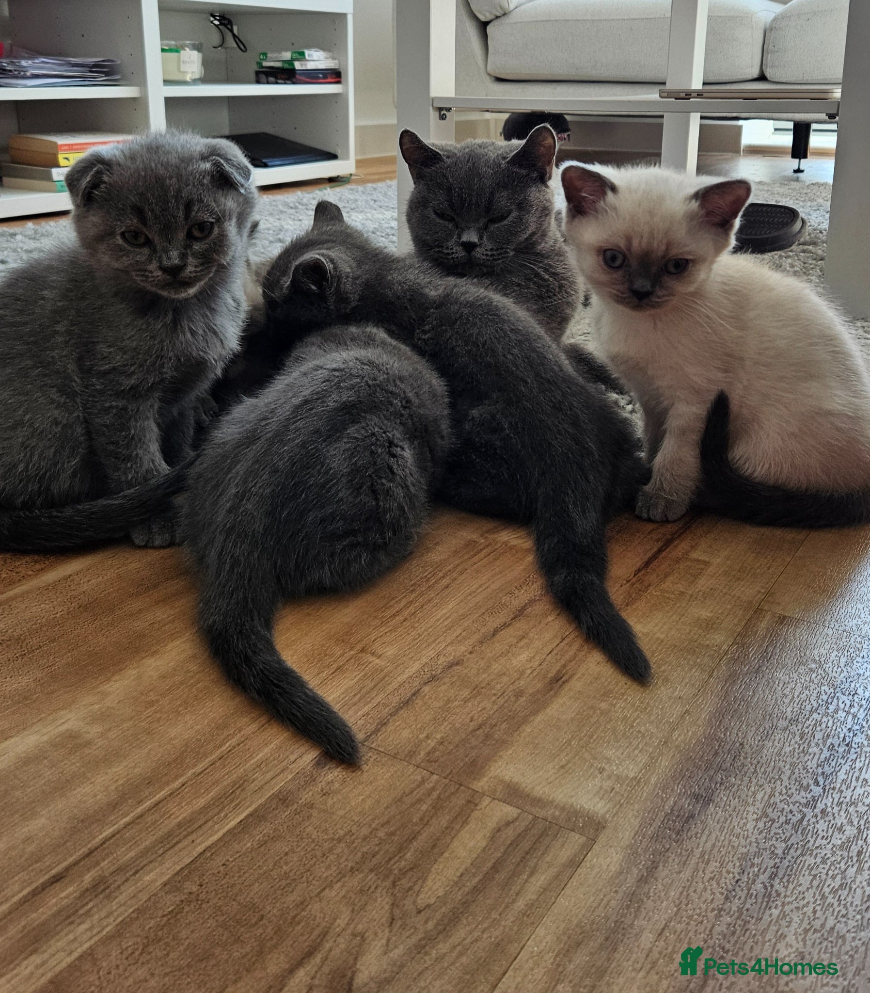 British Shorthair cats 🐱British Shorthair x Scottish Fold Kittens 👑✨️ - Advert 2