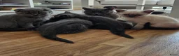 British Shorthair cats for sale: 🐱British Shorthair x Scottish Fold Kittens 👑✨️ - Advert 2