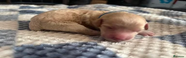 Cockapoo 1