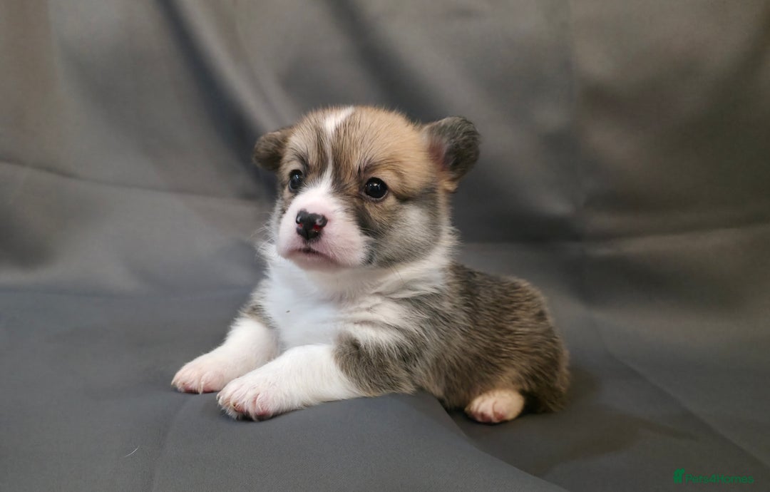 Welsh Corgi Pembroke dogs for sale: 33rd Generation RKC Pembroke Corgi Pups - Advert 1