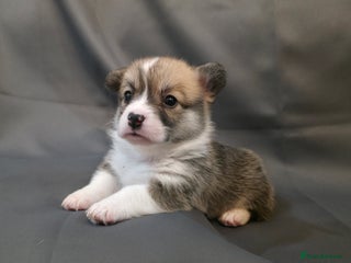 Welsh Corgi Pembroke dogs 33rd Generation RKC Bobtail Pembroke Corgi Pups - Advert 3