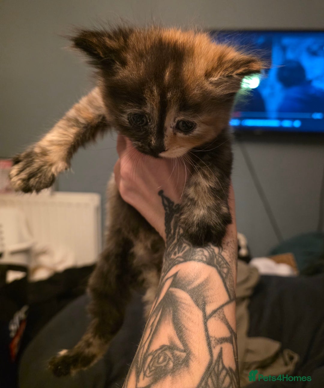 British Longhair cats for sale: Beautiful British longhair kittens - Image 19