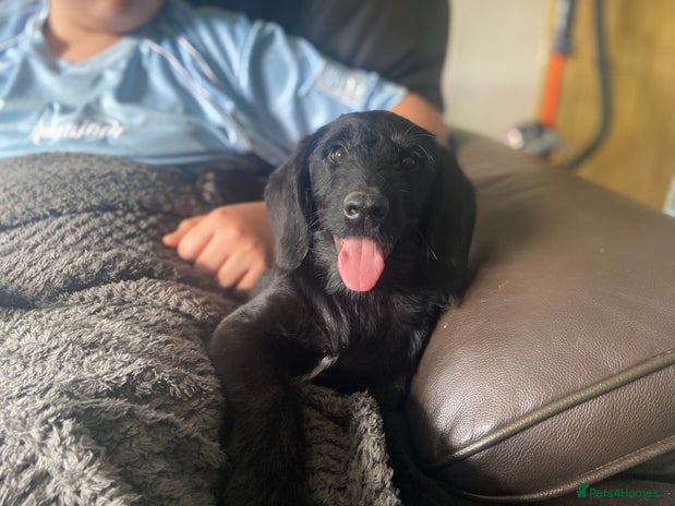 Aussiedoodle dogs - Advert 14