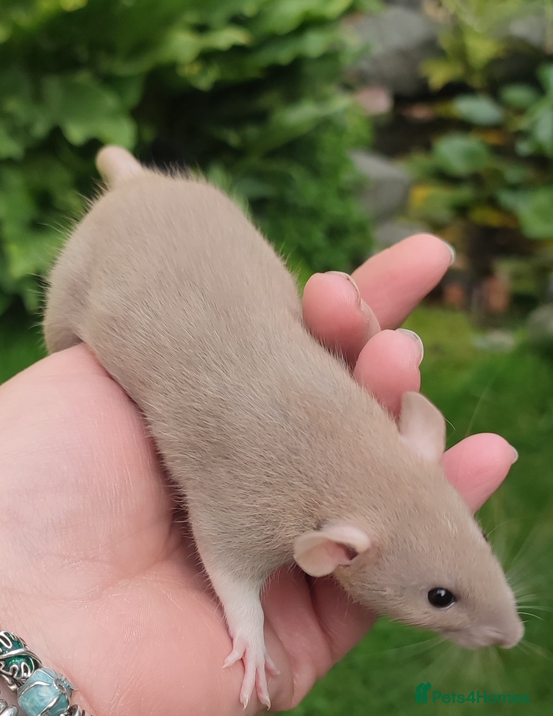 Rat rodents for sale: Agouti , cinnamon, blue and hooded Dumbo rats  - Image 5