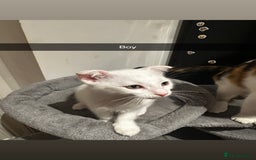 Mixed Breed cats for sale: Scottish Fold Mix with Domestic Shorthair (calico) - Image 10