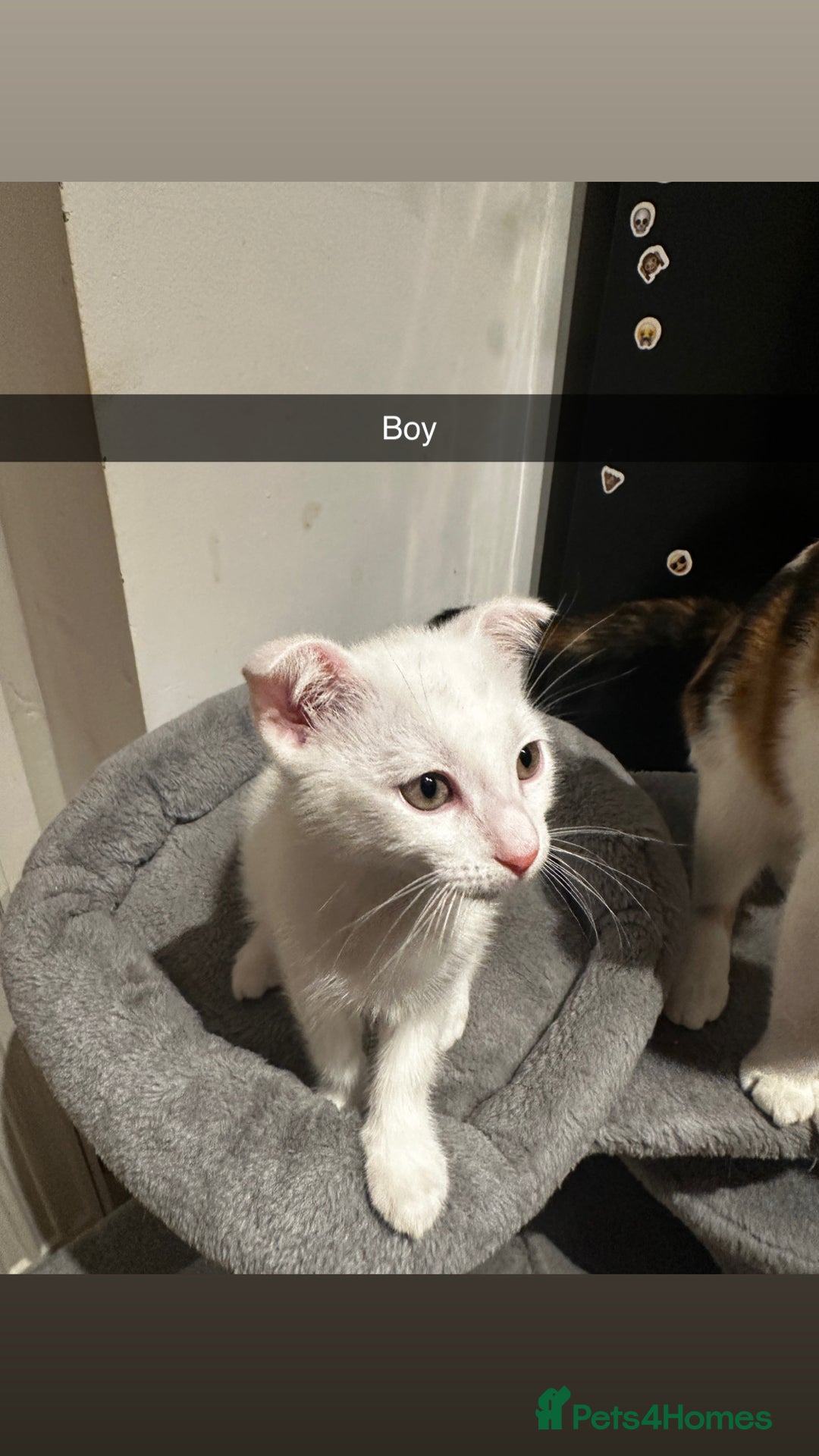 Mixed Breed cats for sale: Scottish Fold Mix with Domestic Shorthair (calico) - Image 10