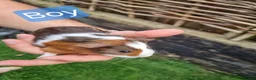Guinea Pig rodents for sale: Tricolour guinea pigs, babies and adults in Didcot - Advert 8