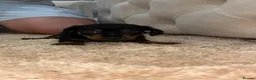 Miniature Dachshund dogs for sale: ✨ KC Lines | Miniature Dachshund Puppies✨ - Advert 13