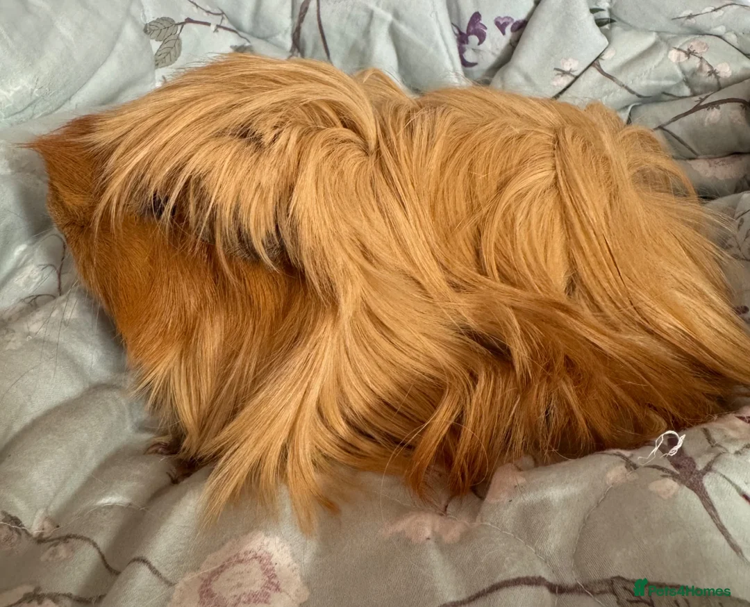 Guinea Pig rodents for sale: Peuivain guinea pig sows x 2 one boar  - Advert 2