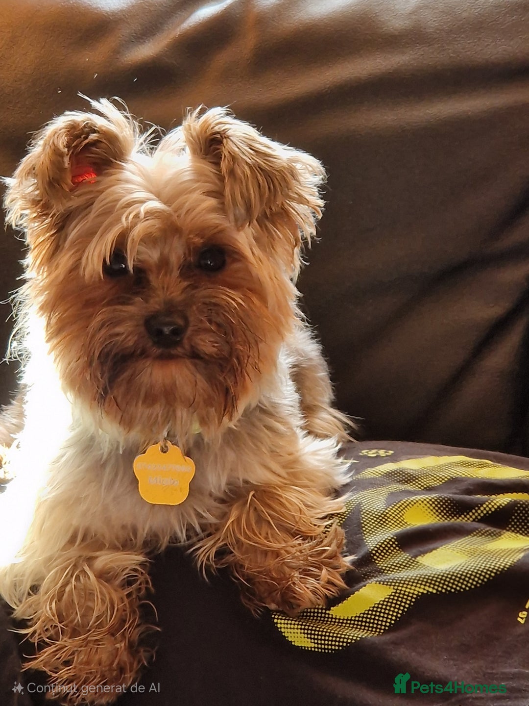 Yorkshire Terrier dogs for stud: Milo  - Image 2
