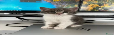 American Shorthair 1