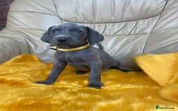 Weimaraner dogs for sale: KC Weimaraner puppies  - Image 5