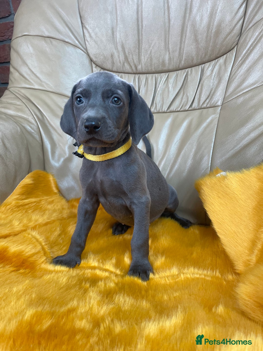 Weimaraner dogs for sale: KC Weimaraner puppies  - Image 5