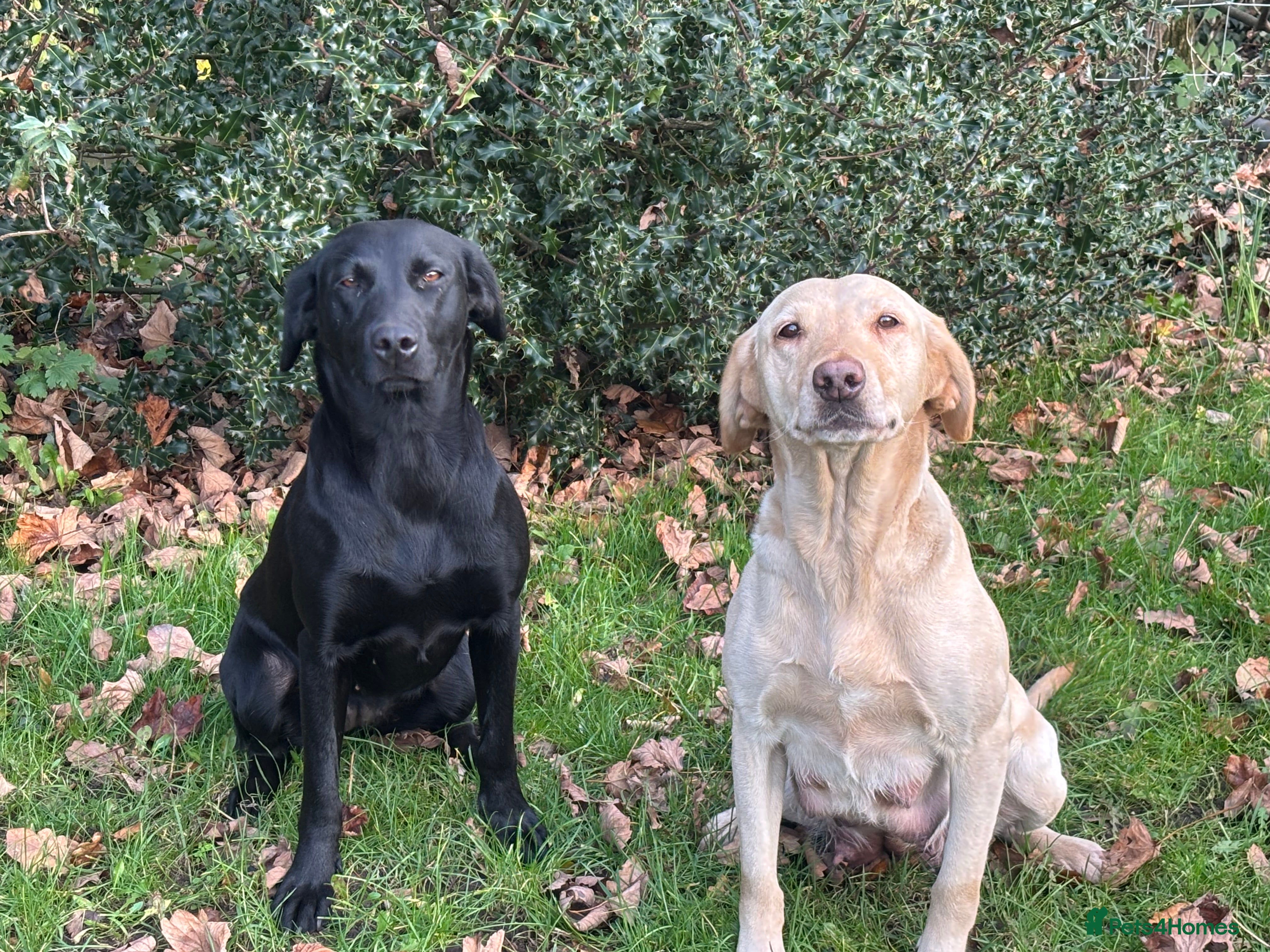 Labrador Retriever dogs Pedigree working line Labrador puppies  - Advert 11