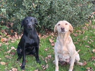 Labrador Retriever dogs Pedigree working line Labrador puppies - Advert 1