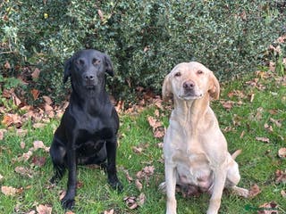 Labrador Retriever dogs Pedigree working line Labrador puppies - Advert 8