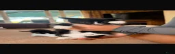 Mixed Breed cats for sale: Litter of 8 week old beautiful kittens for sale  in Sandy - Advert 8