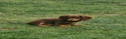 Miniature Dachshund dogs for sale: Puppies of the miniature long-haired dachshund.  - Advert 6