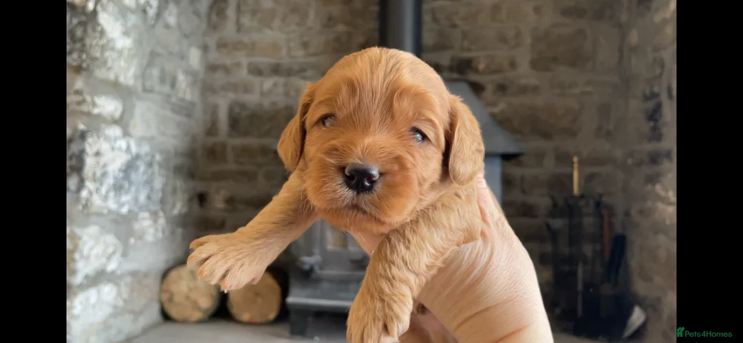 Cockapoo dogs for sale: 5⭐️ Red F1 cockapoo pups. Clear genetics in Cardiff - Advert 4