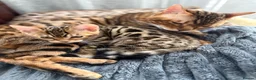 Bengal cats for sale: Bengal kittens - Advert 10
