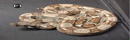 Boa Snake reptiles for sale: IMG Boa constrictors Males & Females  - Advert 3