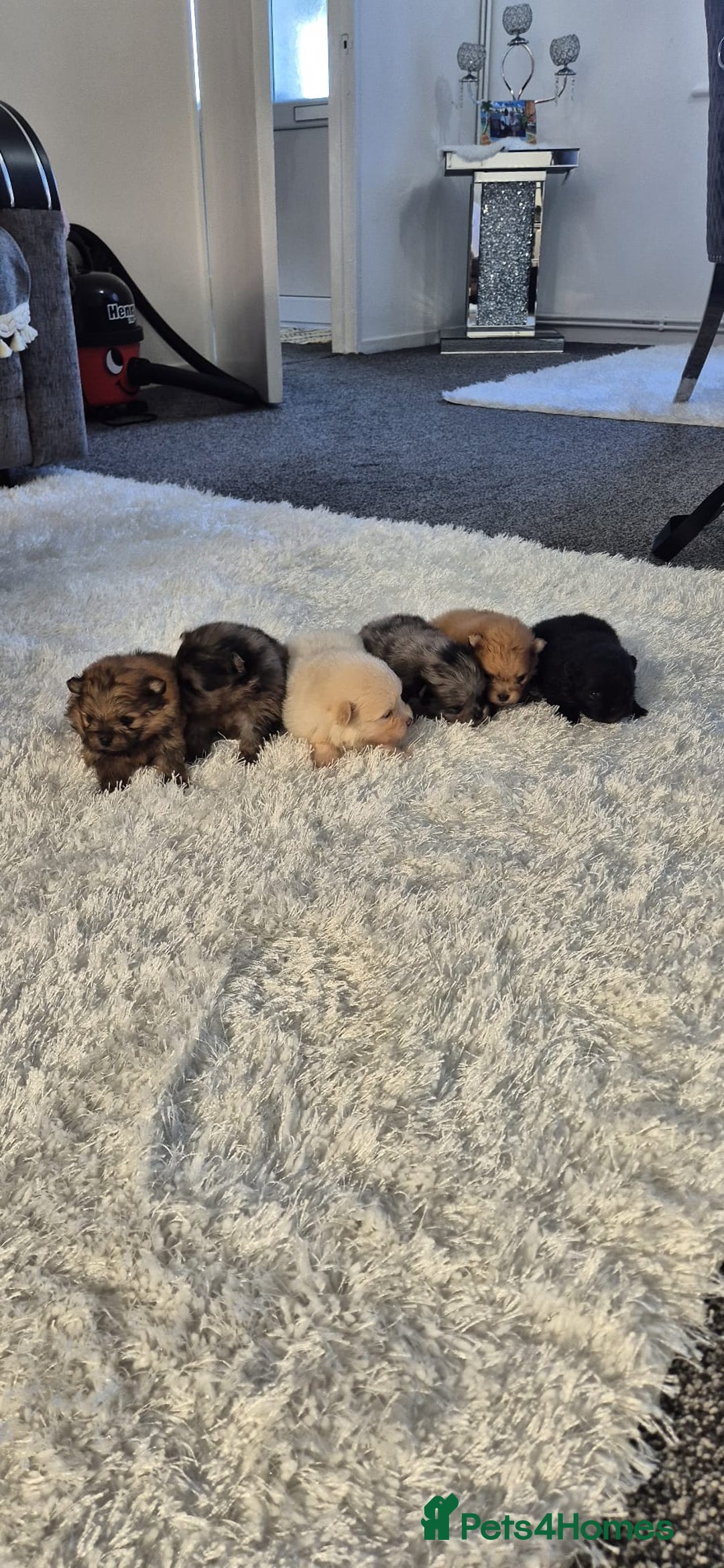 Pomeranian dogs for sale: Pomeranian teddy face xs size  - Image 6