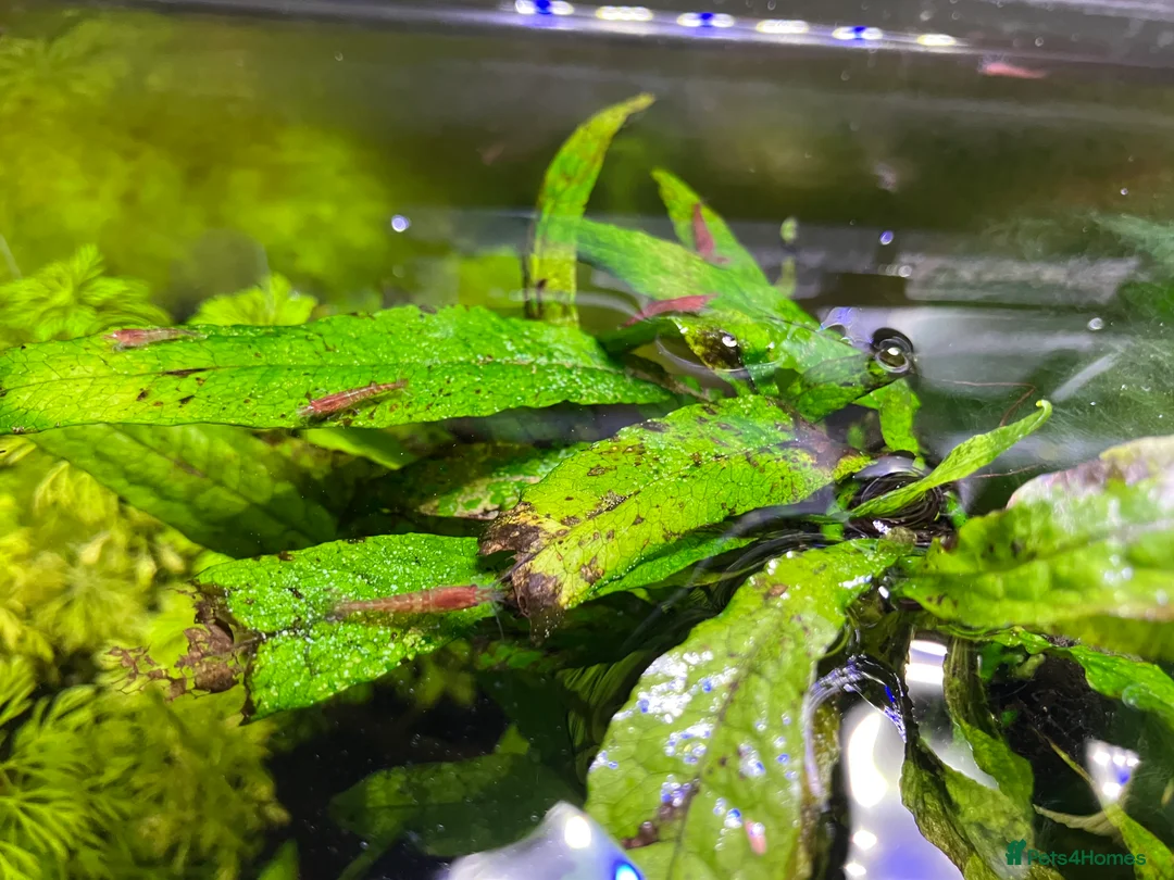 Shrimps fish for sale: Cherry shrimp - Juvenile and babies  - Advert 3