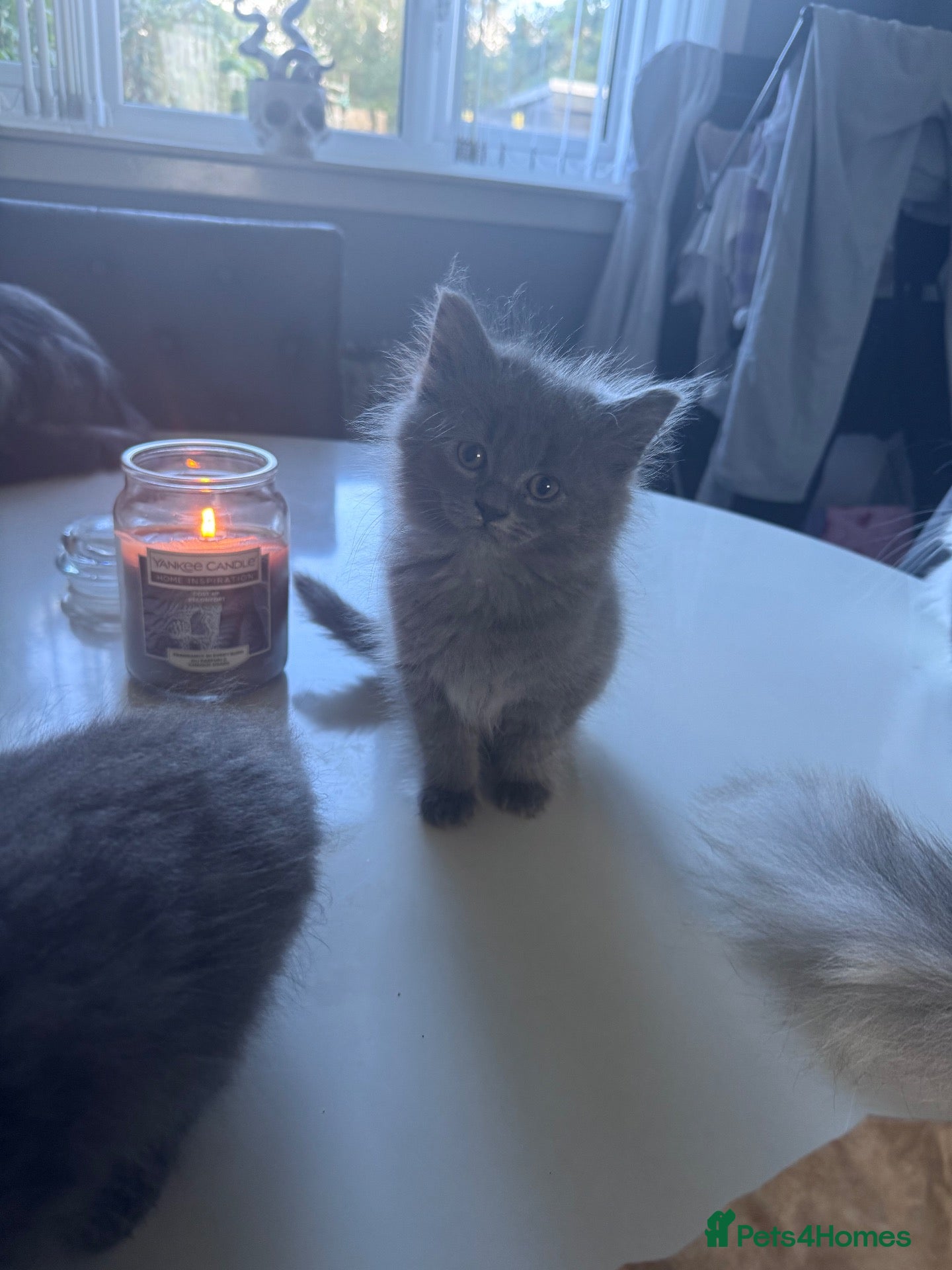 Ragdoll cats for sale: Final grey girl ragdoll/persian kitten - Advert 9