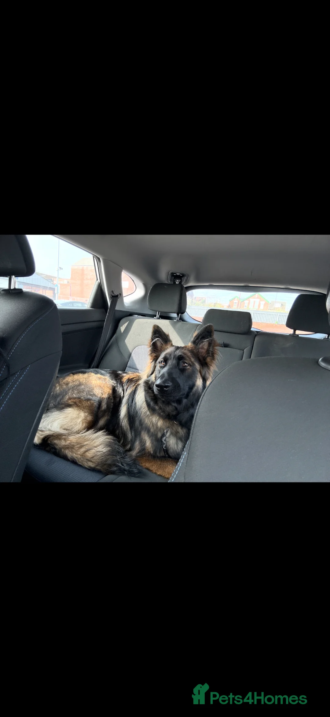 Mixed Breed dogs for sale: Buddy Shepnois - Advert 2