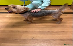 Yorkshire Terrier dogs for stud: Yorkshire terrier  - Image 1