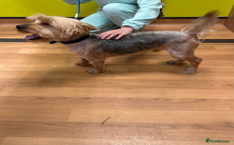 Yorkshire Terrier dogs - Advert 1