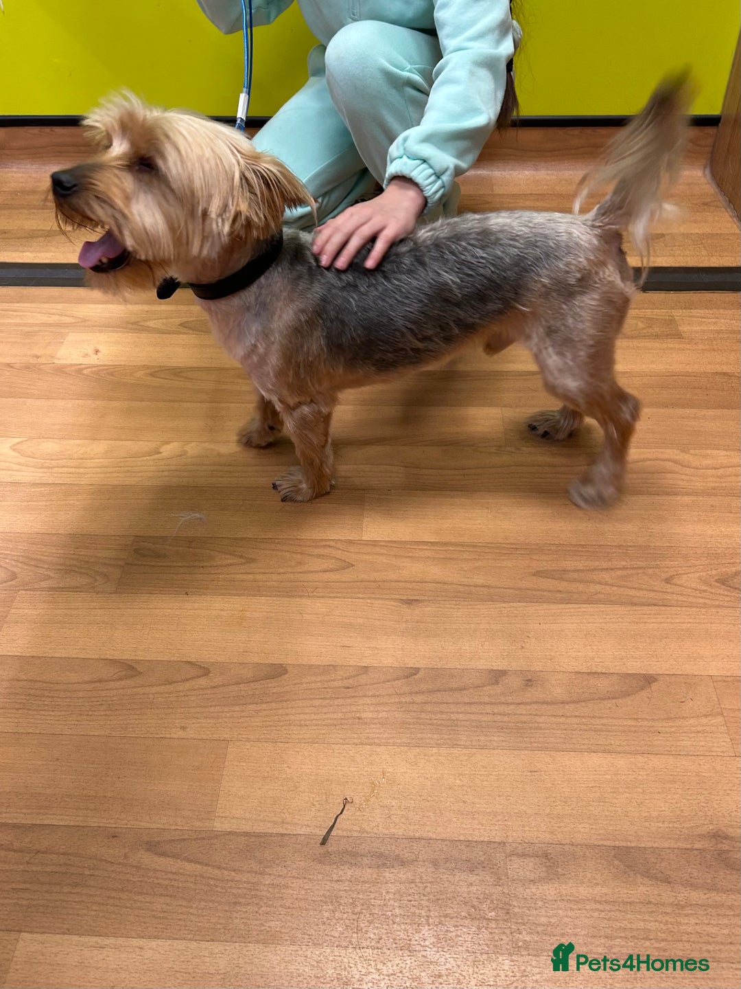 Yorkshire Terrier dogs for stud: Yorkshire terrier  - Image 1