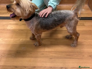 Yorkshire Terrier dogs - Advert 16