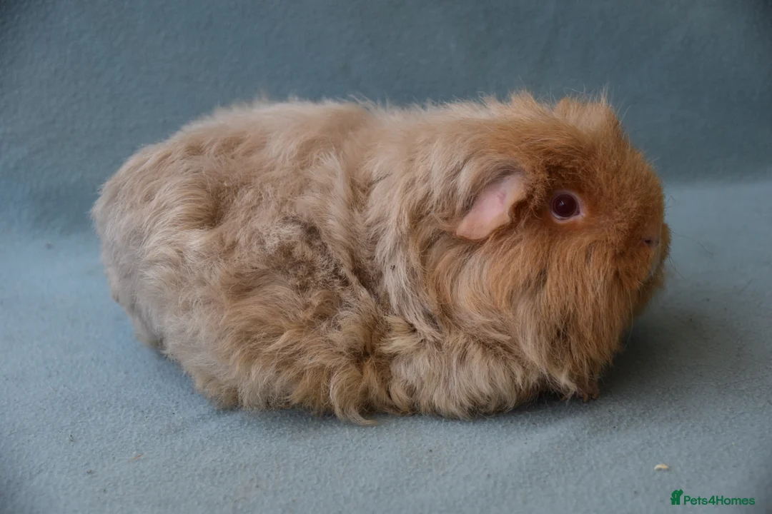 Guinea Pig rodents for sale: Longhared guinea pigs sows (2-3.5 years old) - Advert 12