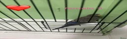 Budgerigars birds for sale: Black face budgies  - Advert 14